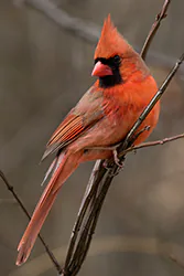 Northern Cardinal (Cardinalis cardinalis)