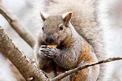 Wiewiórka szara (Sciurus carolinensis)