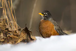 American Robin (Turdus migratorius)