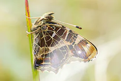 Rusałka kratkowiec (Araschnia levana)