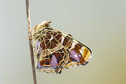 Rusałka kratkowiec (Araschnia levana)