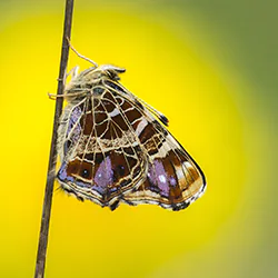 Rusałka kratkowiec (Araschnia levana)