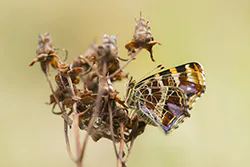 Rusałka kratkowiec (Araschnia levana)