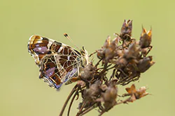 Rusałka kratkowiec (Araschnia levana)