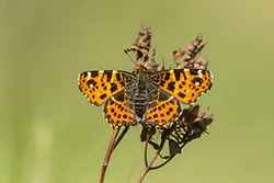 Rusałka kratkowiec (Araschnia levana)
