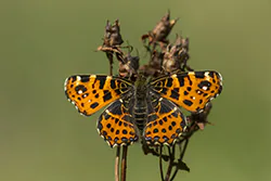 Rusałka kratkowiec (Araschnia levana)