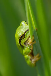 Rzekotka drzewna (Hyla arborea)