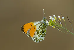 Orange Tip (Anthocharis cardamines)