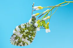 Orange Tip (Anthocharis cardamines)