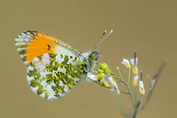 Orange Tip (Anthocharis cardamines)