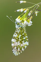 Orange Tip (Anthocharis cardamines)