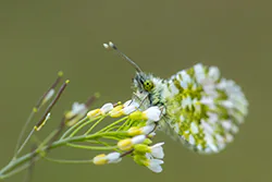 Orange Tip (Anthocharis cardamines)