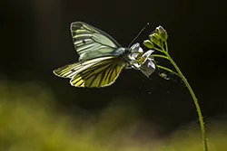 Green-veined White (Pieris napi)
