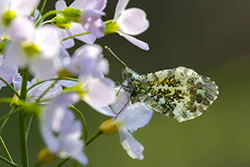 Orange Tip (Anthocharis cardamines)
