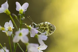 Orange Tip (Anthocharis cardamines)