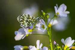 Orange Tip (Anthocharis cardamines)