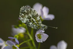 Orange Tip (Anthocharis cardamines)
