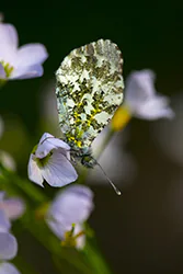 Orange Tip (Anthocharis cardamines)