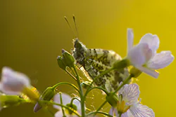Orange Tip (Anthocharis cardamines)