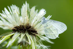 Wietek gorczycznik (Leptidea sinapis)