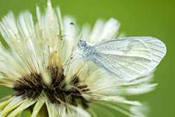 Wietek gorczycznik (Leptidea sinapis)