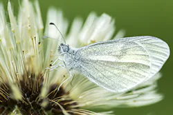 Wietek gorczycznik (Leptidea sinapis)