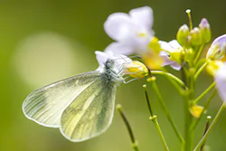 Wietek gorczycznik (Leptidea sinapis)