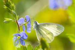 Wietek gorczycznik (Leptidea sinapis)