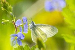Wietek gorczycznik (Leptidea sinapis)