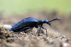 Oleica krówka (Meloe proscarabaeus)