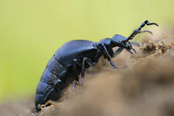 Oleica krówka (Meloe proscarabaeus)