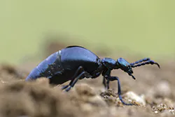 Oleica krówka (Meloe proscarabaeus)