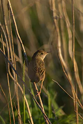 Świerszczak (Locustella naevia)