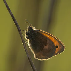 Small Heath (Coenonympha pamphilus)