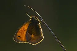 Small Heath (Coenonympha pamphilus)