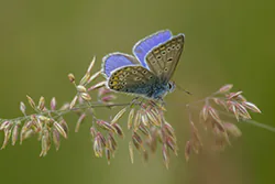 Modraszek ikar (Polyommatus icarus)