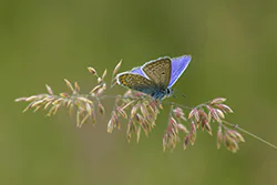 Modraszek ikar (Polyommatus icarus)