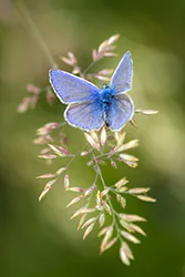Modraszek ikar (Polyommatus icarus)