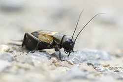 Field Cricket (Gryllus campestris)
