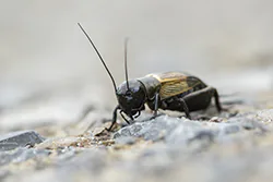 Field Cricket (Gryllus campestris)