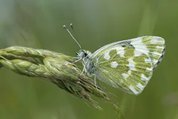 Eastern Bath White (Pontia edusa)