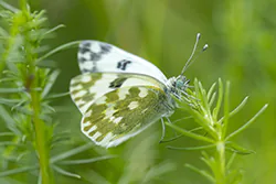 Eastern Bath White (Pontia edusa)