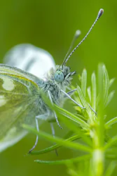 Eastern Bath White (Pontia edusa)