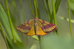 Sudamek macierzak (Lythria purpurata)