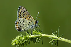 Czerwończyk uroczek (Lycaena tityrus)