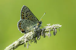 Czerwończyk uroczek (Lycaena tityrus)