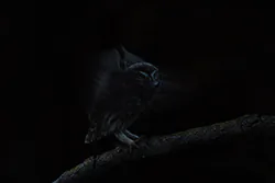 Pójdźka (Athene noctua)