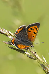 Czerwończyk żarek (Lycaena phlaeas)
