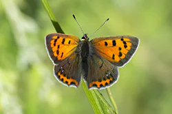 Czerwończyk żarek (Lycaena phlaeas)