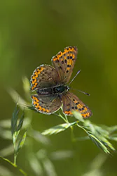 Czerwończyk uroczek (Lycaena tityrus)